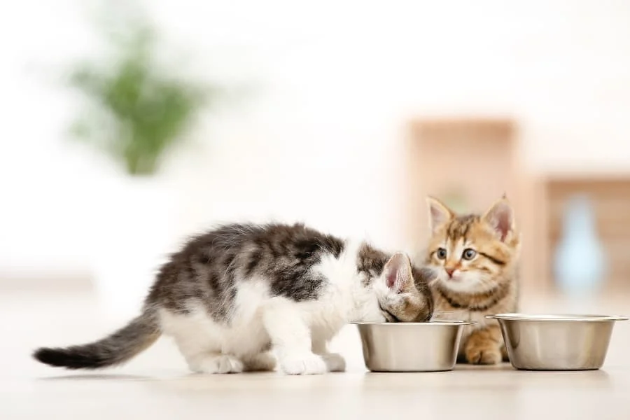 Best cat food for kittens best sale